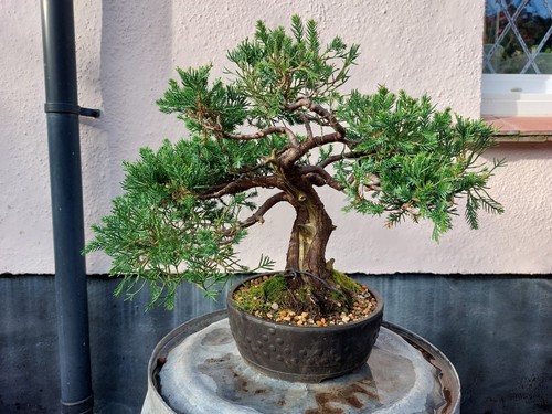 San jose juniper - san,