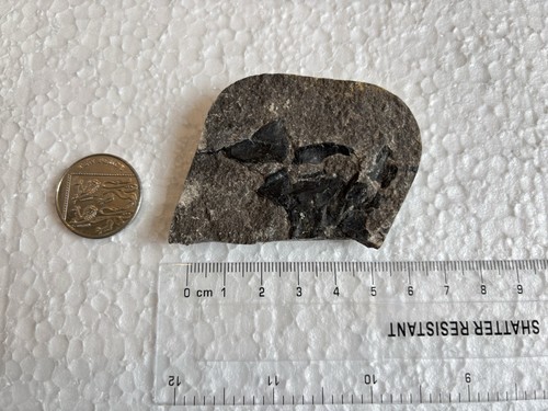 Fragmentary devonian placoderm - fragmentary,