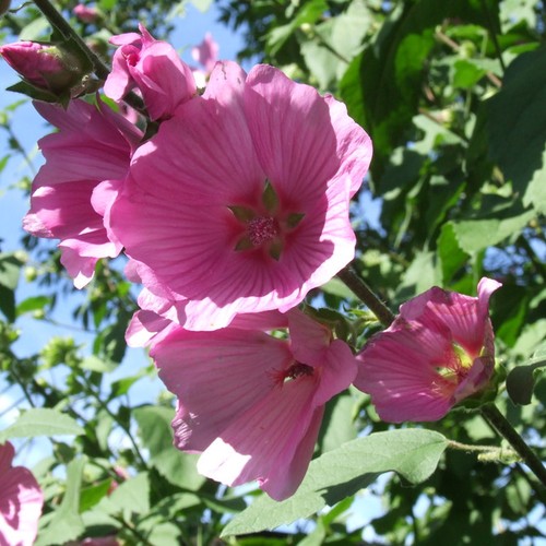 Lavatera clementii tree - lavatera,