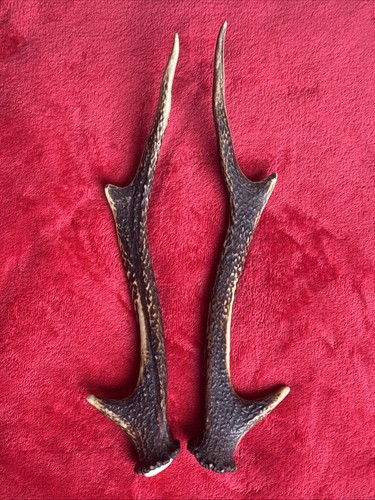 Pair sika deer antlers - of,