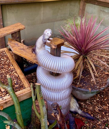 Pet rabbit ferret - pet, mouse