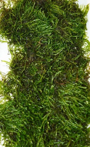10g java moss - moss, aquarium