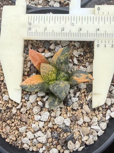 Ariocarpus variegated