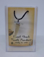 Genuine Prehistoric  Fossil