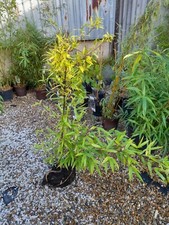 Phyllostachys Nigra Black Stem