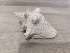 Rare Beautiful Queen Conch