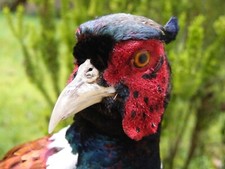 MOUNTED MALE COCK PHEASANT