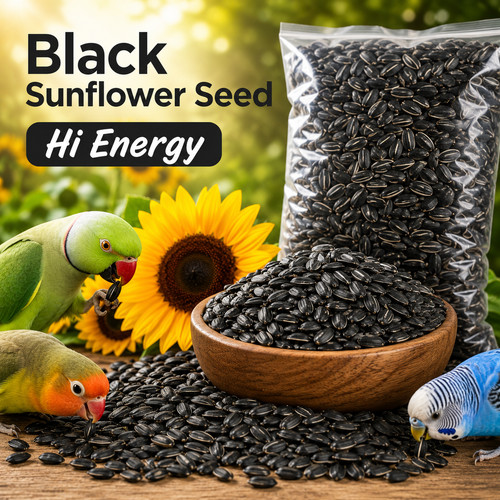 Black sunflower seeds wild - black,