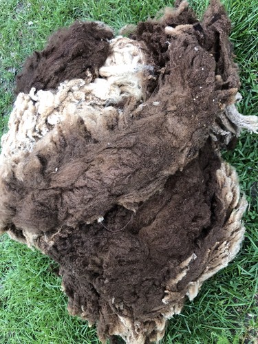 Shetland ewe whole - ewe, fleece/