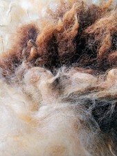 Jacob Sheep - 1KG Fleece for Spinning, Felting, Weaving, Gardening, etc etc