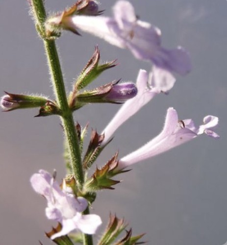 Salvia scabra coastal - scabra,,