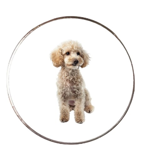 Miniature poodle dog - poodle, pet