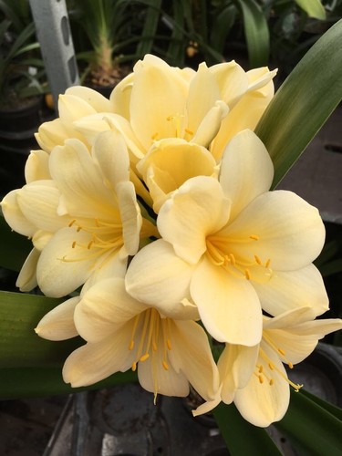Clivia miniata citrina - 3,