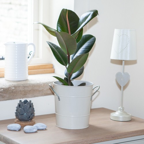 Rubber plant ficus - plant,, elastica