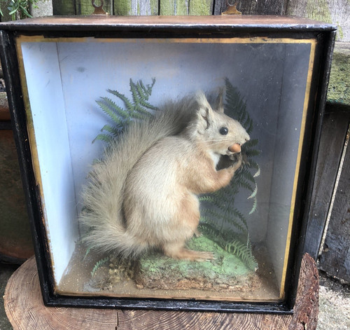 Red squirrel taxidermy - , antique