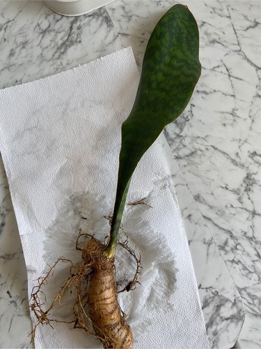 Sansevieria masoniana - sansevieria,