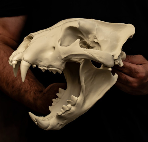Life size lion skull replica - life,