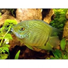 South American Green Severum