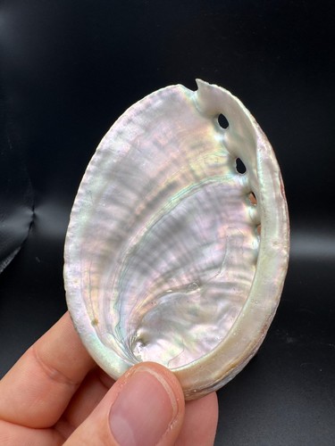 Abalone shell seashell natural - shell,