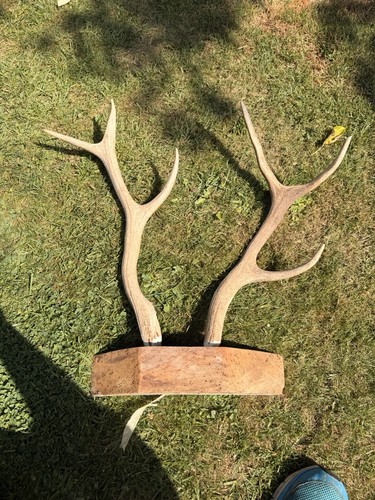Natural deer mounted - natural,