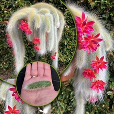 Hildewinteria Colademoninis Monkey tail trailing cactus unrooted 4-5cm cutting