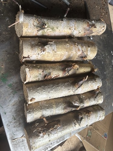 Decorative logs silver - logs,silver, birch