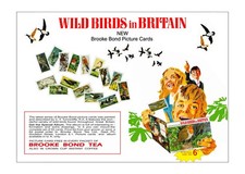 Brooke Bond Advert. 'Adobe Photo Shop' reproduction of: 'Wild Birds In Britain'.