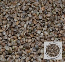 XL Hemp Seed 1kg 2kg 5kg 10kg Carp Fishing Particle Tench Bream Fish Feeds