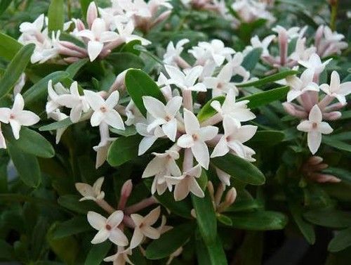 Daphne transatlantica - x,