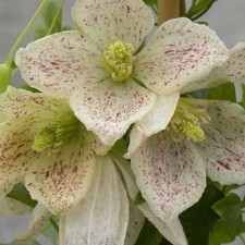 Clematis cirrhosa WINTER