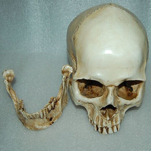 Human skull replica - human,