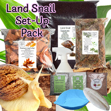 Giant African land Snail  STANDARD Set-up Pack 10 items includes Leaf litter