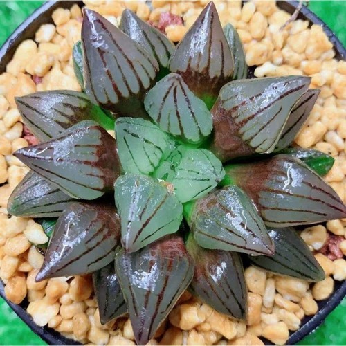 5cm succulent plant haworthia - plant,