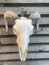 Real Sheep Skull With Horns