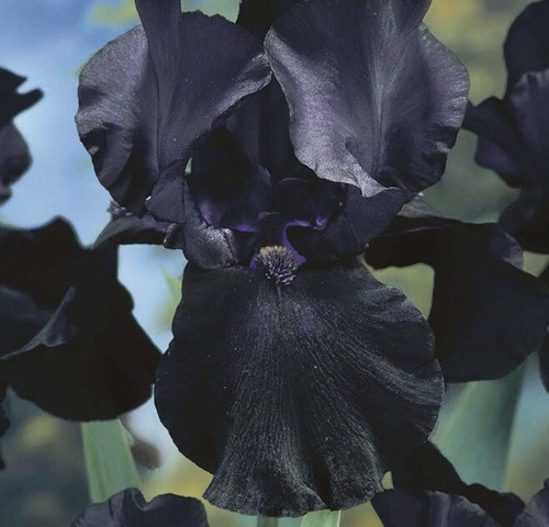 Iris germanica black dragon - iris,