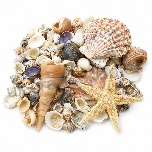 Mixed sea shells natural - sea, shell