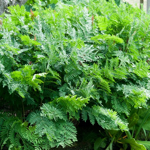 Osmunda regalis royal fern - osmunda,