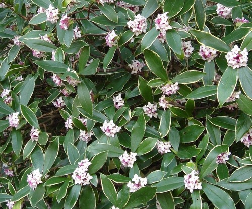 Daphne odora