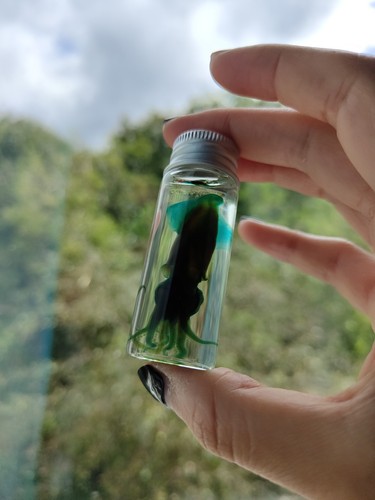 Diaphonised small squid wet - diaphonised,