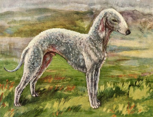 Bedlington terrier vintage - bedlington,