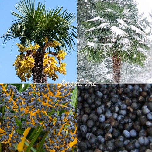 Trachycarpus fortunei palm - ,