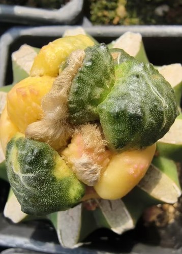 5pcs rare plant - plant, ariocarpus