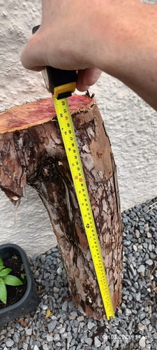 Unseasoned yew logs - , for