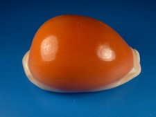 Cypraea aurantium, Bright Color, Golden Cowrie, 87.0mm, Philippines Shell