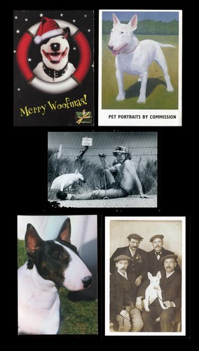 Bull terrier english dog - terrier,
