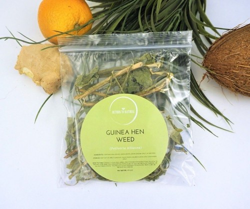 Guinea hen weed bush tea - guinea,