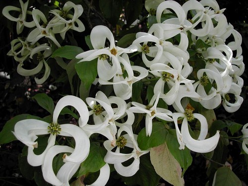 Cornus florida urbiniana magic