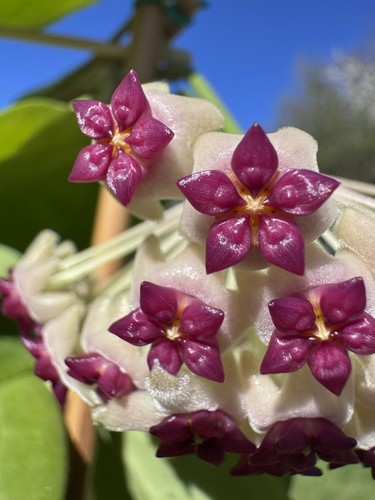Hoya aldrichii christmas - hoya,