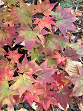 Japanese Maple. Acer Palmatum