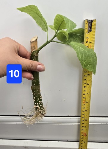 Brugmansia rooted single - brugmansia,